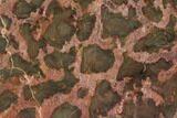 Polished Stromatolite (Minjaria) Slab - Million Years #129173-1